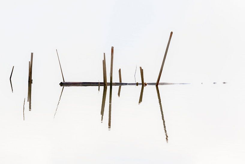 Reed in the Biesbosch by Cor de Bruijn Photography