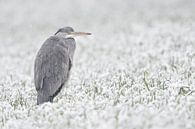 Graureiher ( Ardea cinerea ) im Winter, Schneefall, hockt bei Eiseskälte im Feld van wunderbare Erde thumbnail