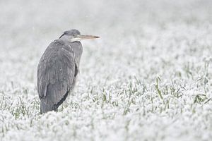 Graureiher ( Ardea cinerea ) im Winter, Schneefall, hockt bei Eiseskälte im Feld