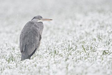 Grey Heron ( Ardea cinerea ) in winter, freezing in a snow covered field of winter whea van wunderbare Erde