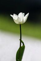 Tulp
