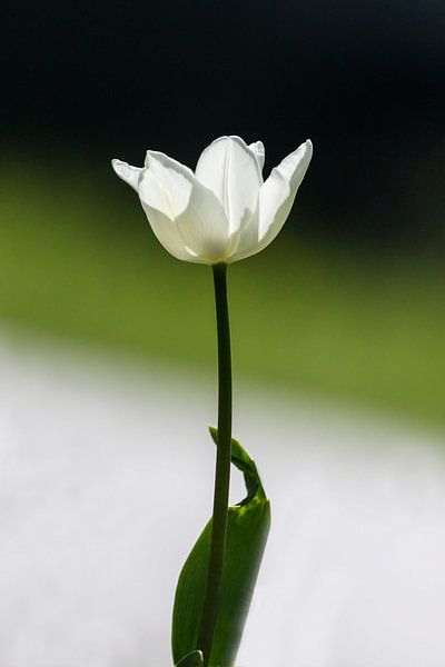 Tulp by Henny Buis