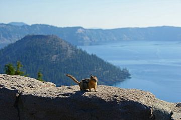 Eichhörnchen am Kratersee, Oregon von Jeroen van Deel