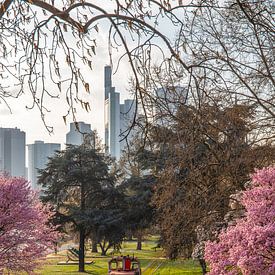 Almond blossoms with locomotive on the Main in Frankfurt in front of the skyline by Fotos by Jan Wehnert