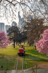 Mandel Blüten mit locomotive am Main in Frankfurt vor der Skyline