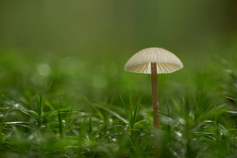 Kleiner Pilz im Moos von Cor de Hamer