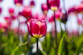 Tulips by henk bouwhuis
