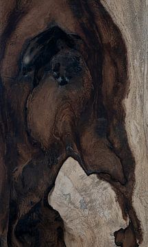 Petrified wood (detail) by Franke de Jong