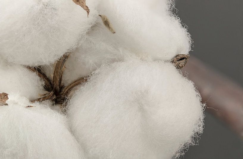 Katoen van Tanja van Beuningen