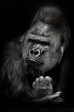 De sceptische pose van de gorillabaas, het mannetje spreekt van twijfel en bedachtzaamheid, een half van Michael Semenov