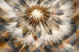 Dandelion (abstract)