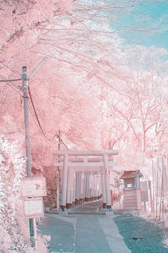 infrared photography, yuuui  by 1x