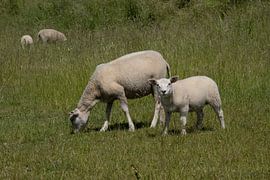 Sheep by Maaike Krimpenfort