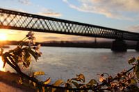 Cherry blossom on the Rhine