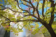 Los Angeles in de lente van Leo Schindzielorz thumbnail