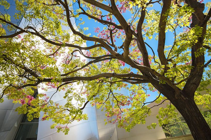 Los Angeles in de lente van Leo Schindzielorz