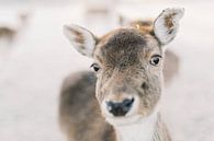 Hirsch Porträt im Schnee | Tierfotografie im Winter Wandbild von Milou van Ham Miniaturansicht