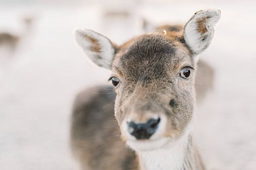 Portrait de cerf dans la neige | La photographie animalière dans l'art mural hivernal