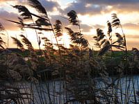 Riet met zonsondergang