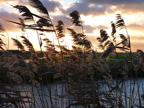 Riet met zonsondergang