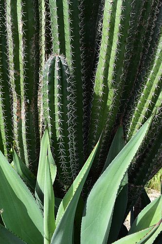 Close-up cacti