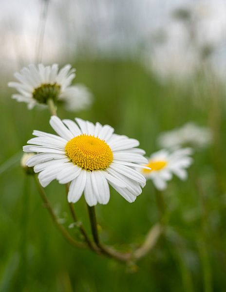 Blume von Wouter Bos