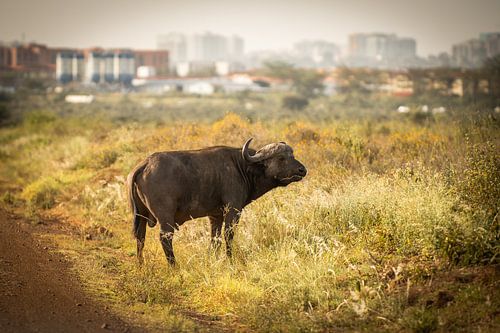 Buffalo in Kenya