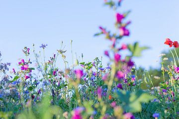Wilde Sommerblumen auf einem Feld bei Gewande 06 von FotoDennis.com | Werk op de Muur