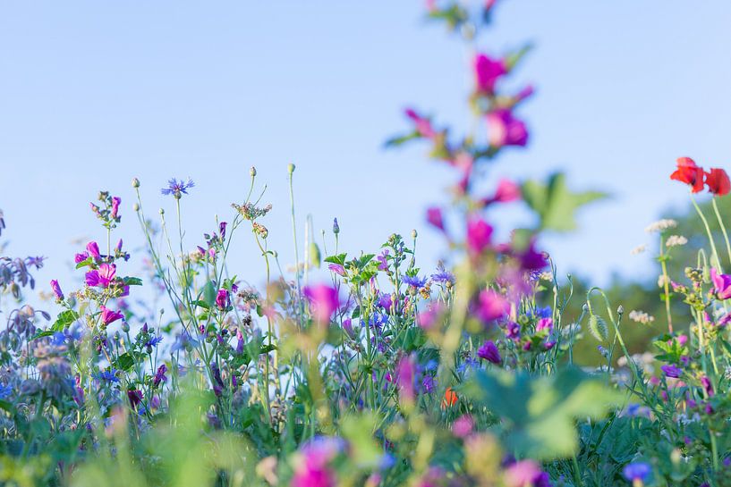 Wilde Zomer Bloemen in een veld bij Gewande 06 van FotoDennis.com | Werk op de Muur