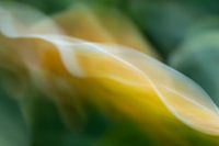 Hosta