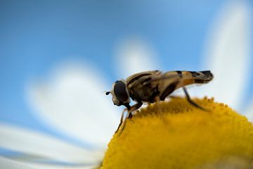 A wild daisy with a visiting insect  by Gonnie van de Schans