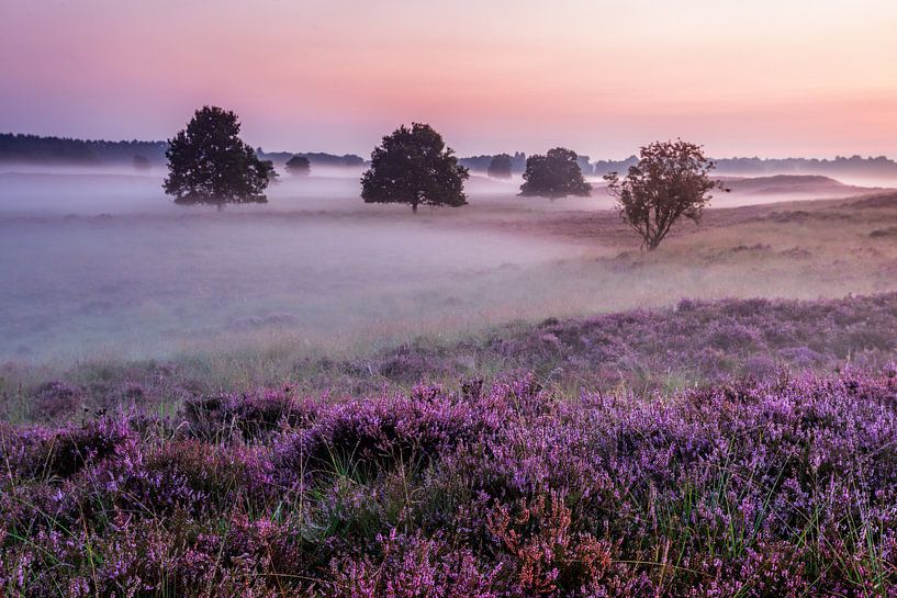Purple Heath and Missing Guest Dunes by R Smallenbroek