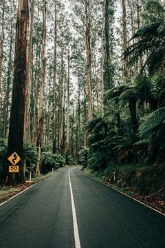 Endless road through Black Spur in Australia by Reis Genie