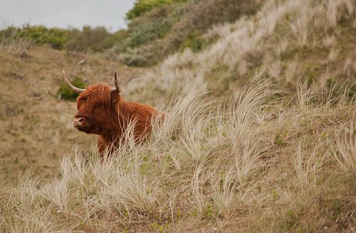 Duinlandschap Schotse Hooglander