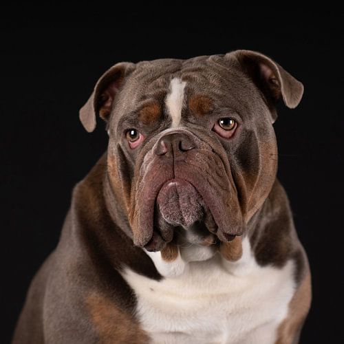 Portret Old English Bulldog
