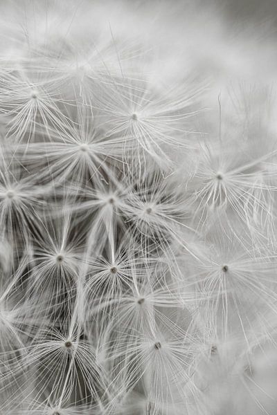 dandelion by Laura Vollering