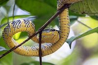 Poisonous viper at the top of a tree