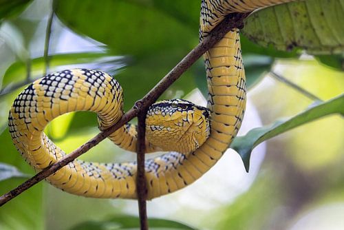 Vipère venimeuse au sommet d'un arbre