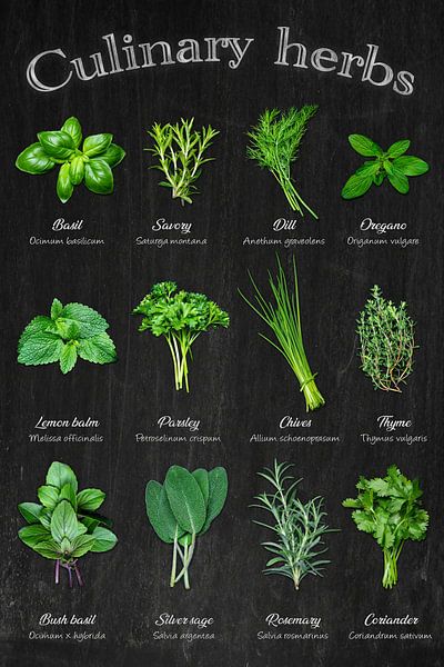 Herb variety - kitchen classics at a glance / English by Photo Art Thomas Klee