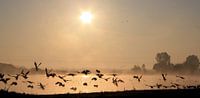 Gänseflug