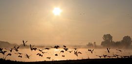 Geese flight by Hielke Roelevink