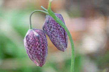 wilde kievitstsbloem van Hanneke Bantje