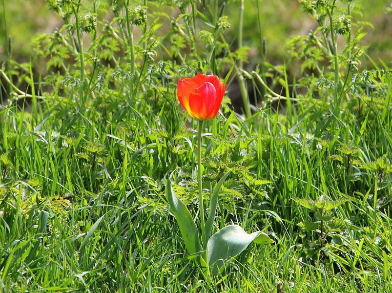 Tulip among greenery. by Jose Lok