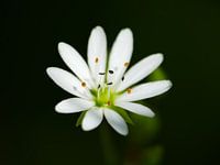 Blossom of a strawberry 1