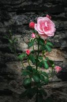 Rozen