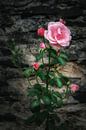 Rozen van Joachim Neumann thumbnail