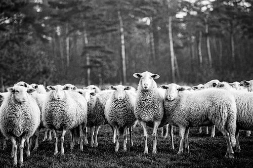 Een kudde nieuwsgierige schattige gezellige schapen, als een grote familie groep, kijkend naar de ca