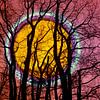 Pleine lune dans la forêt sur ART Eva Maria