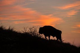 Des sages dans les dunes du Kraansvlak du Kennemerland du sud sur Jeroen Stel