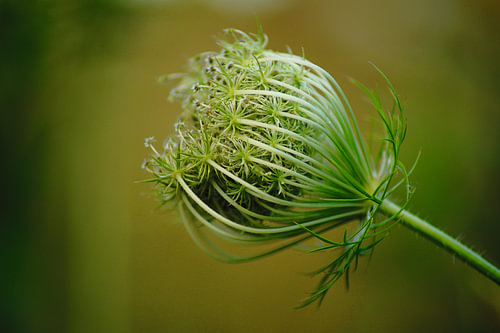 Wild carrot flower bud